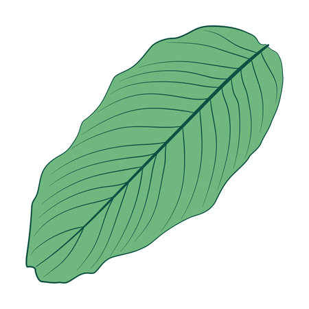 Isolated colored summer leaf sketch icon Vectorのイラスト素材