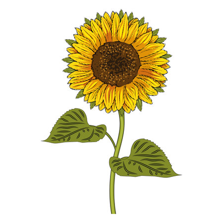 Colored sketch of a sunflower spring season Vectorのイラスト素材