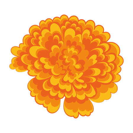 Colored marigold flower Vectorのイラスト素材