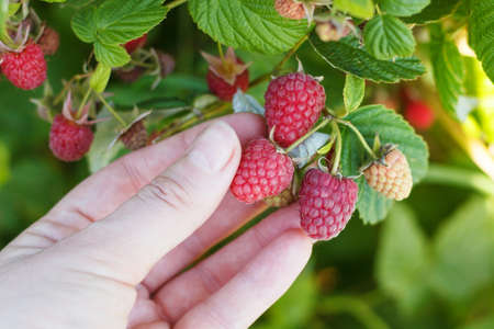 A womans hand picks ripe raspberries from a bush. Ripe raspberries. Collection of raspberries....