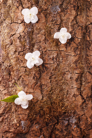 Background, blank, layout made of tree bark with white jasmine flowers. The concept of bio-organic cosmetics with natural extract and vitaminsの写真素材