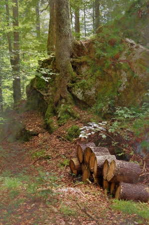 image of wood with pile of woodの写真素材