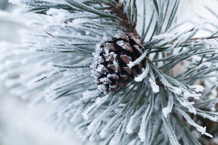 Cone snowy fir branch pineの写真素材