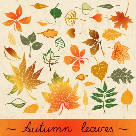 Set of different leaves on paper background のイラスト素材