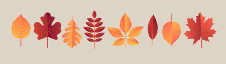 Autumn leaves set, isolated on pastel background. Simple modern cartoon flat style, vector illustration. Colorful Autumn Leaves Illustration setのイラスト素材