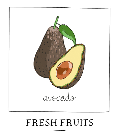 Hand drawn vector illustration of isolated avocado. Bright colors. Sketch for card or poster perfect for kitchen decoration.のイラスト素材