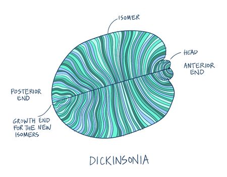 Dickinsonia fossil illustration. Ancient fossil from the Ediacaran Period Sketch with ink and blue shadesのイラスト素材