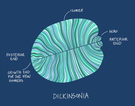 Dickinsonia fossil illustration. Ancient fossil from the Ediacaran Period Sketch with ink and blue shadesのイラスト素材
