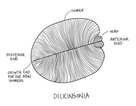 Dickinsonia fossil illustration. Ancient fossil from the Ediacaran Period Sketch with ink in black and whiteのイラスト素材