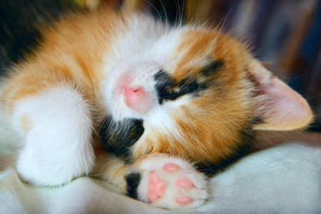 Three-color cute kittenの写真素材