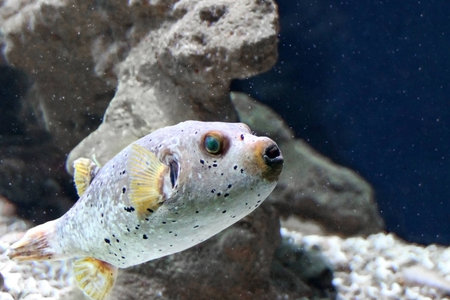 Black Spotted or Dog Faced Puffer fish (Arothron nigropunctatus) in Aquarium
