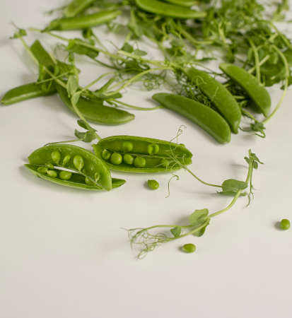 Green peas are a veritable storehouse of protein, fiber, and sugar. The most valuable dietary product is considered to be juicy pods peas.の写真素材