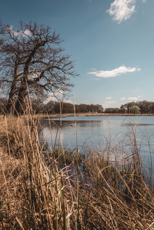 Trees and a lake in a park, relaxing spring dayの写真素材