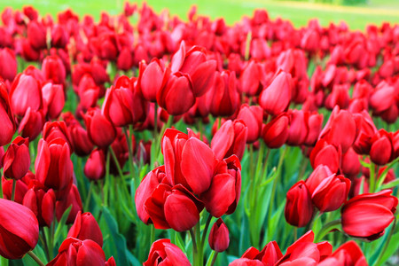 multitude of red flowers and green grassの写真素材