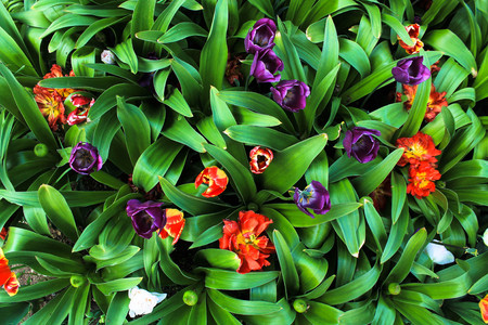 purple and red flowers and green leaves shot from aboveの写真素材