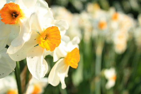 white flowers on the side with blurred backgroundの写真素材
