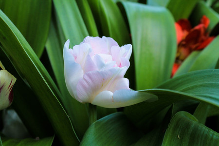 white flower with green leaves around itの写真素材