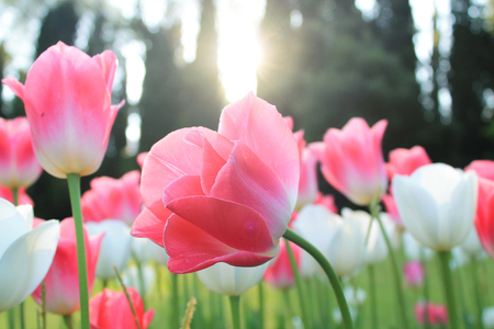 pink flowers and light flare behind themの写真素材