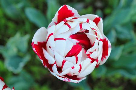 white and red flower macro photo shot from aboveの写真素材
