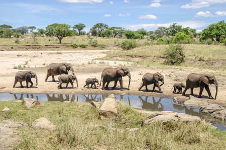 Family of elefants going to the waterhole in Tarangire national park, Tanzaniaの写真素材