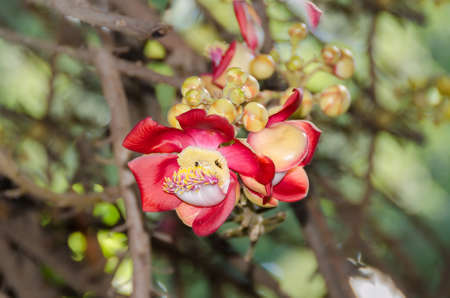 Fragrant flowers of Couroupita guianensis, known as cannonball tree, that has cultural and religious significance in Southeast Asia. Picture taken uin Phnom Penh, Cambodiaの写真素材