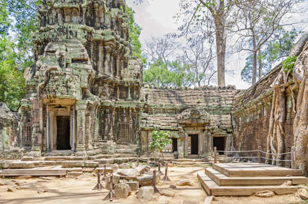 Ruins of temples of Angkor Thom with roots of a spung, the famous tree Tetrameles nudiflora, running along the gallery and destroying its wallsの写真素材