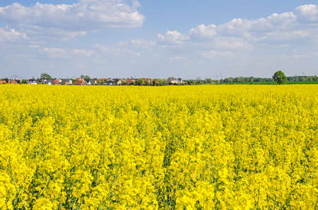 Rapeseed field with houses of the tiny village Stolpe right after the city boundary of Berlin in Land Brandenburg, Germanyの写真素材