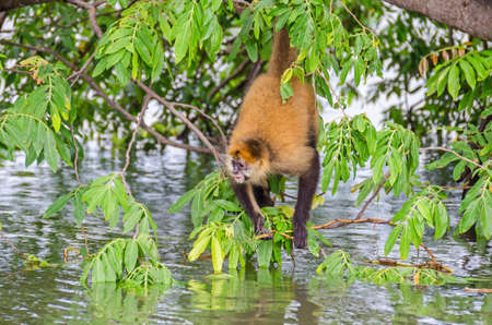 Geoffroy's spider monkey (Ateles geoffroyi ornatus), also known as the black-handed spider monkey, the largest New World monkeys hanging on his tail to get some food out of the water of Nicaragua Lakeの写真素材