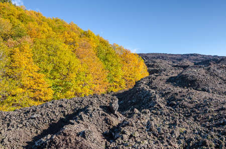 Lava field around the rest of the forest showing flow from eruption of Mount Etna, Sicily, Italy.の写真素材