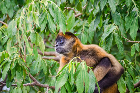Geoffroy's spider monkey (Ateles geoffroyi ornatus), also known as the black-handed spider monkey, the largest New World monkeys sitting on a tree on an island in Nicaragua Lakeの写真素材