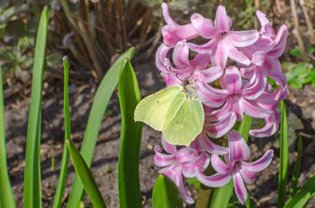 Butterfly of a genus Gonepteryx of the family Pieridae commonly known as brimstone feeding on the nectar of the pink hyacinth flowerの写真素材