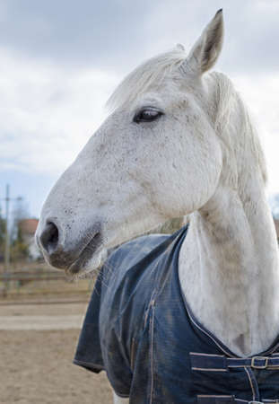 White horse with a blanket taken in Luebars, suburb of Berlin, Germanyの写真素材