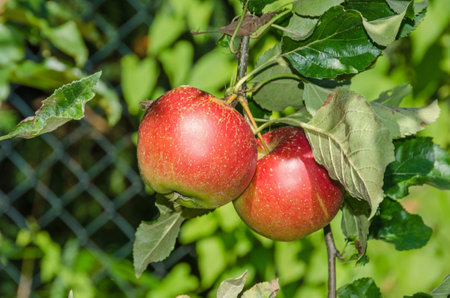 Apple foliage and ripening red fruitsの写真素材