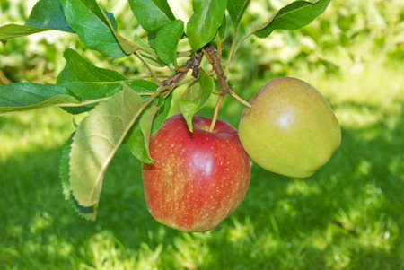 Branch with green and red appleの写真素材