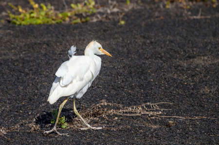 Cattle egret (Bubulcus ibis) walking on the lava field on Lanzarote, the easternmost of the Canary Islandsの写真素材
