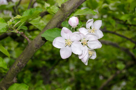 Branch of apple tree with white and pink blossoms and buds on a spring day in the gardenの写真素材