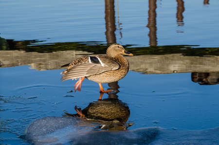 Female Mallard Duck walking on ice on the frozen river Havel in Berlin, Germanyの写真素材