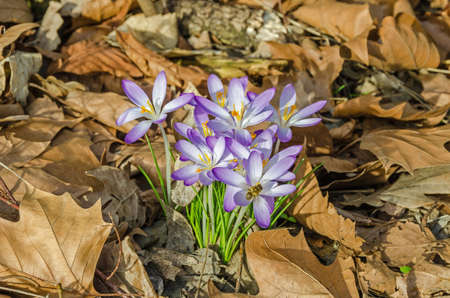 First crocuses blossomed out at the beginning of the spring at the edge of the woods in Berlin, Germanyの写真素材