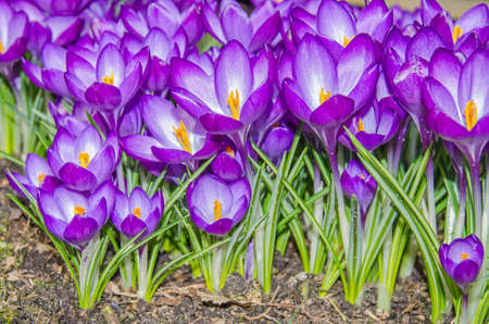 Field of violet crocuses in springの写真素材