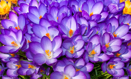 Field of violet crocuses