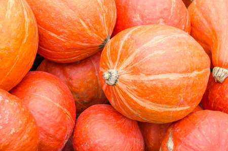 Harvested huge red pumpkinsの写真素材