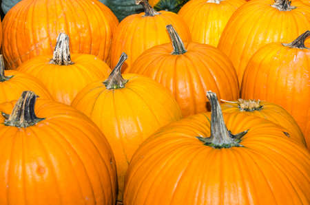 Harvested huge pumpkinsの写真素材