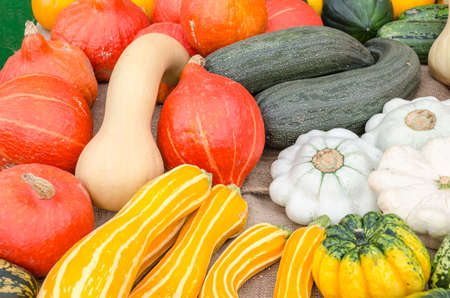 Variety of different kind of harvested pumpkins.の写真素材
