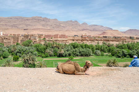 A young dromedary (Camelus dromedarius) waiting for tourists in front of the city of Tinghir,...