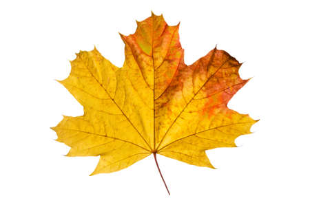 Maple leaf (Acer platanoides or Norway maple) with its typically autumn color on the whiteの写真素材