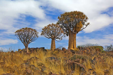 Quiver tree in Namibiaの写真素材