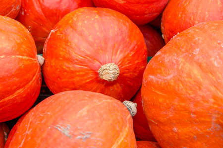 Harvested huge red pumpkinsの写真素材