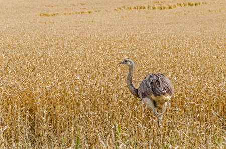 The american greater rhea (Nandu, Rhea americana) walking through the grainfield in Mecklenburg-West Pomerania, Germany. The ratites have erupted 15 years ago from an enclosure and now grown into a stable population.の写真素材