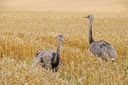 Two american greater rheas (Nandu, Rhea americana) walking through the grainfield in Mecklenburg-West Pomerania, Germany. The ratites have erupted 15 years ago from an enclosure and now grown into a stable population.の素材 [FY310174578422]