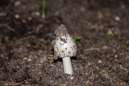Very fast growing just emerging out of the ground young button mushroom (Agaricus bisporus) also known as white or common mushroom, one of the most commonly and widely consumed mushrooms in the world.の写真素材